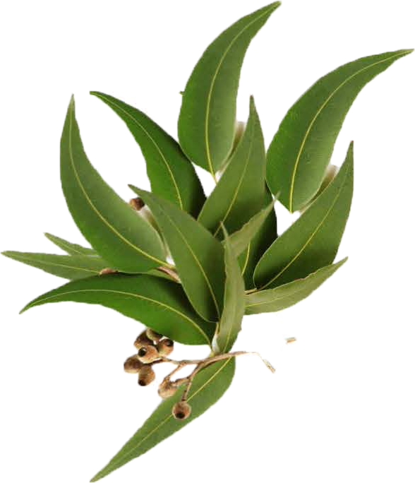 Eucalyptus
