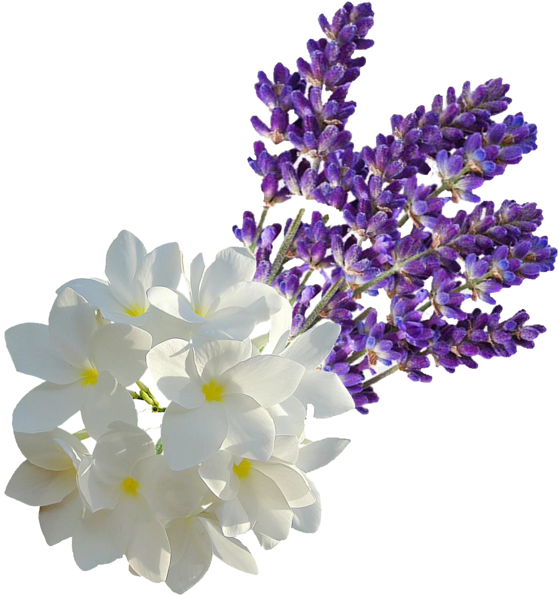 Relaxing Lavender