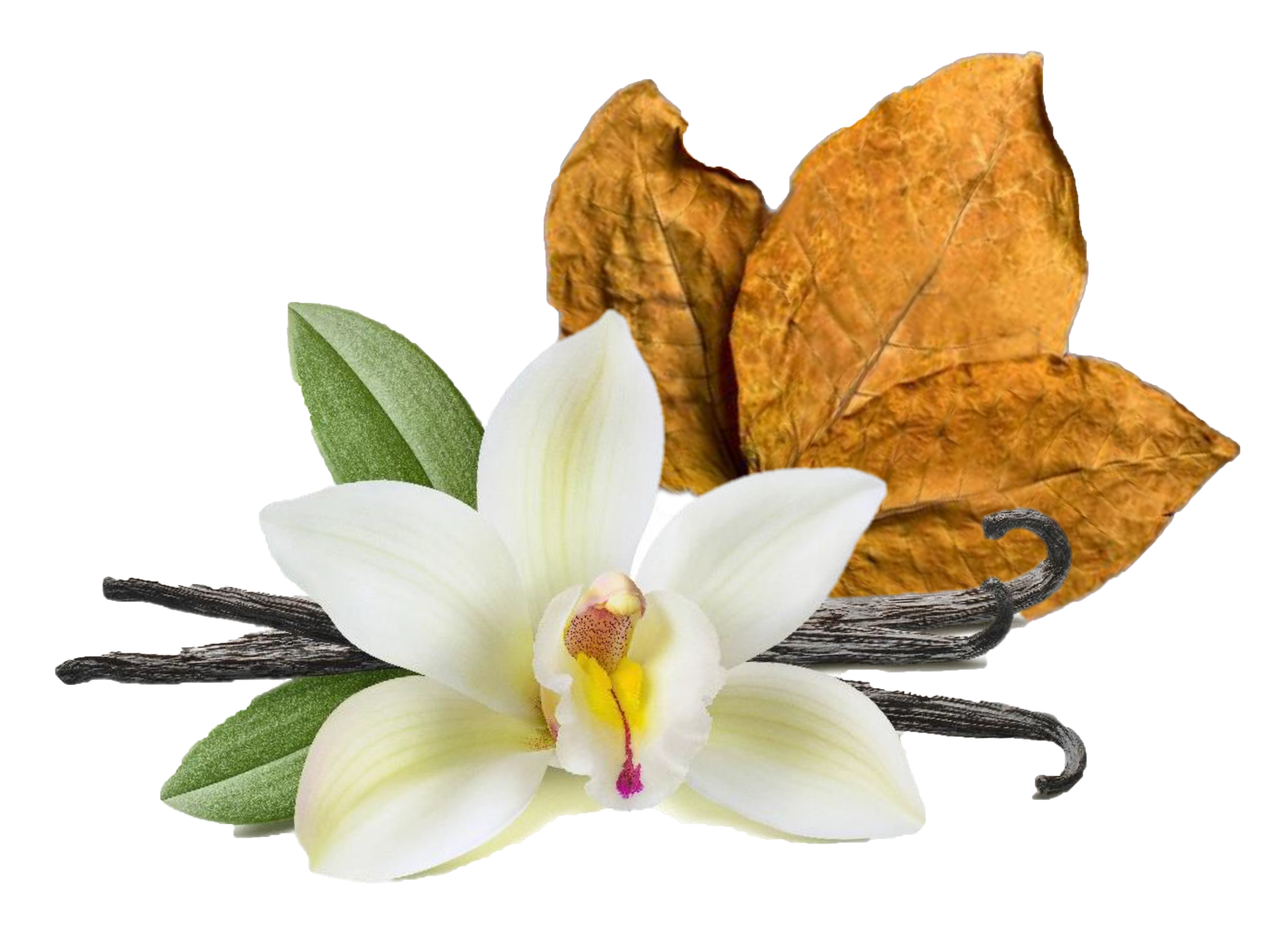 Tobacco & Vanilla