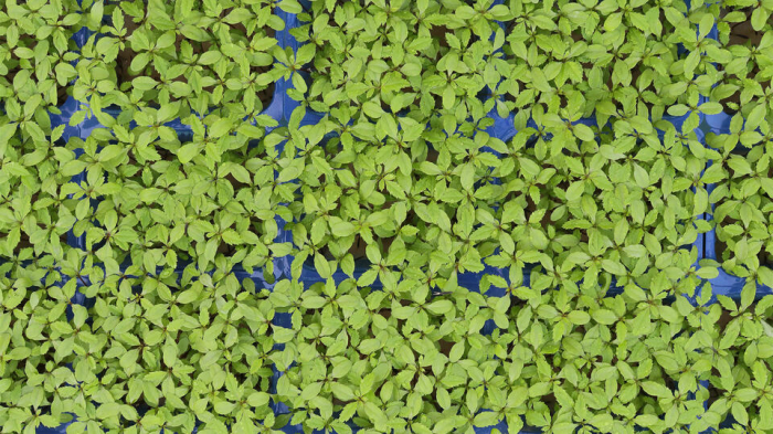 Aclla Cress®, bax cu 16 pahare, 30x40cm [3]