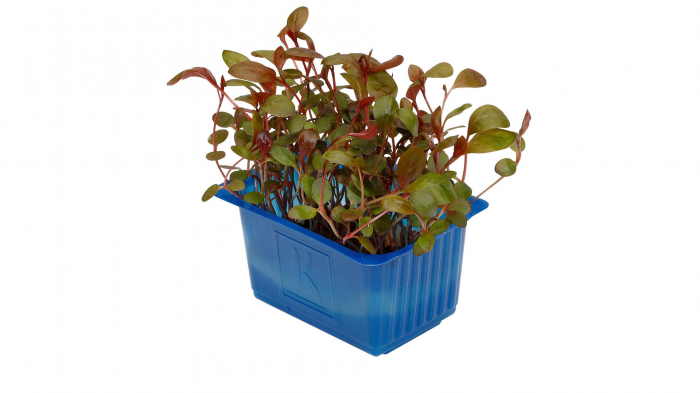 Adji Cress, bax cu 16 pahare, 30x40cm [2]