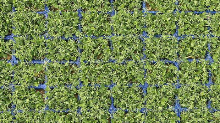 Affilla Cress®, bax cu 16 pahare, 30x40cm [3]