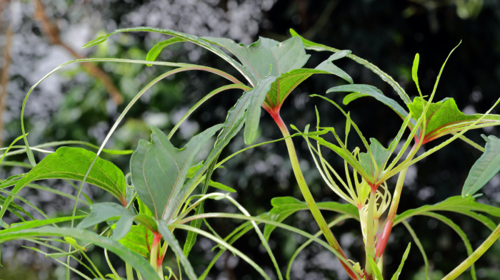 Aikiba® Leaves [3]