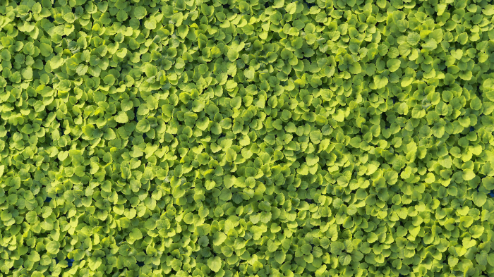 Atsina® Cress, bax cu 16 pahare, 30x40cm [3]