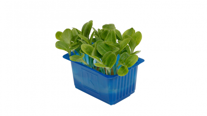 Borage Cress [2]
