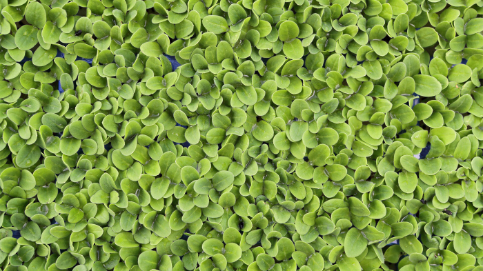 Borage Cress [3]