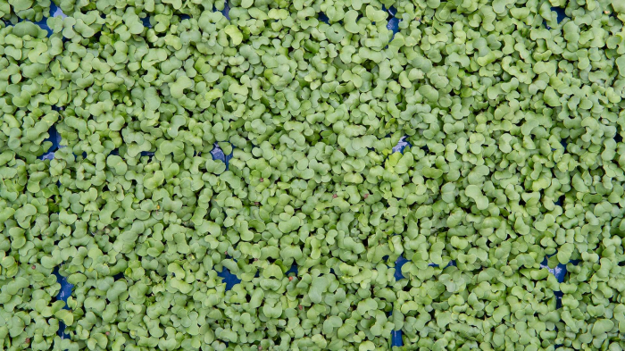 Broccocress®, bax cu 10 pahare, 30x40cm [3]