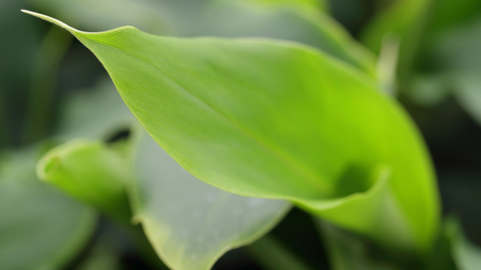 Cardamom Leaves [3]