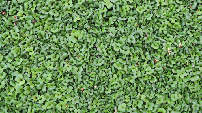 Chilli Cress, bax cu 16 pahare, 30x40cm [3]