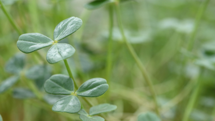 Citra Leaves® [3]
