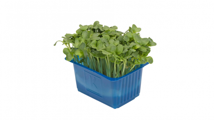 Daikon Cress®, bax cu 16 pahare, 30x40cm [2]