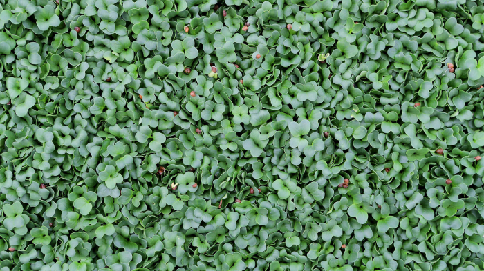 Daikon Cress®, bax cu 16 pahare, 30x40cm [3]