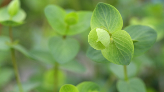 Floregano®, bax cu 2 pahare a cate 20 flori fiecare, 30x40cm [3]