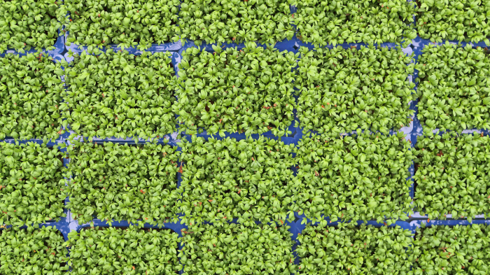 Garden Cress, bax cu 10 pahare, 30x40cm [3]