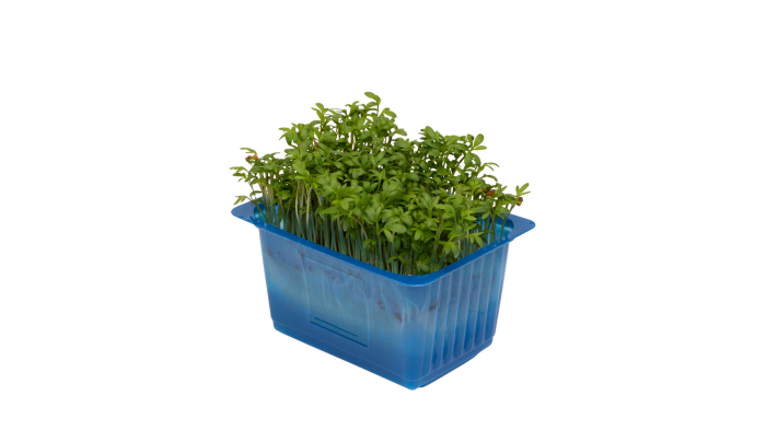 Garden Cress, bax cu 10 pahare, 30x40cm [2]