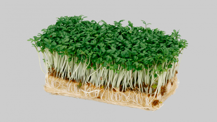 Gardencress (Bio) [2]