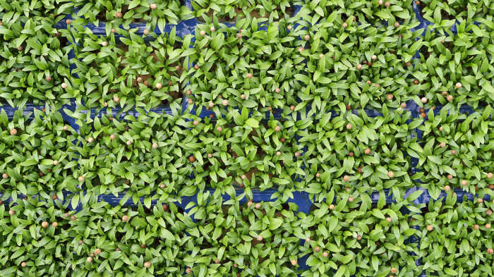 Ghoa Cress®, bax cu 16 pahare, 30x40cm [3]