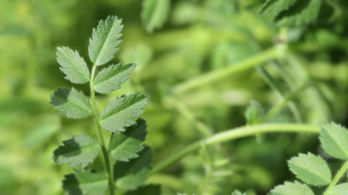 Hummus Leaves [3]