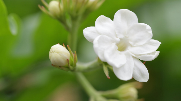 Jasmine Blossom, bax cu 2 pahare a cate 25 flori fiecare, 30x40cm [3]