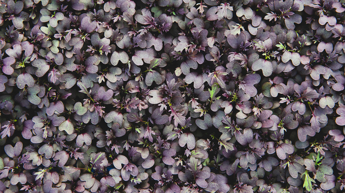 Kyona Mustard Cress [3]