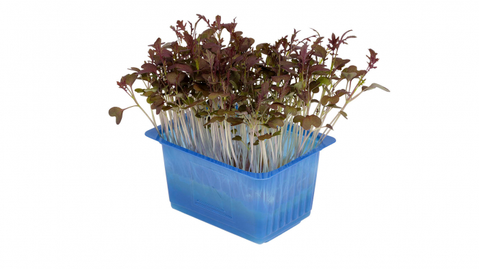 Kyona Mustard Cress [2]