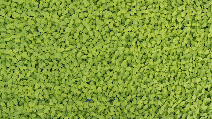 Limon Cress, bax cu 16 pahare, 30x40cm [3]