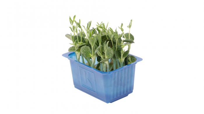 Lupine Cress [2]