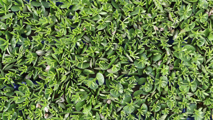Lupine Cress [3]