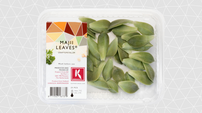 Majii® Leaves [2]