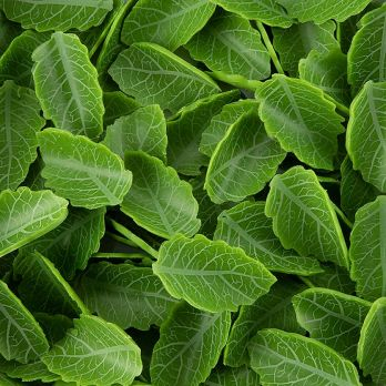 Frunze verzi rulate, din ciocolata, Dobla, 115 g, 144 buc [1]