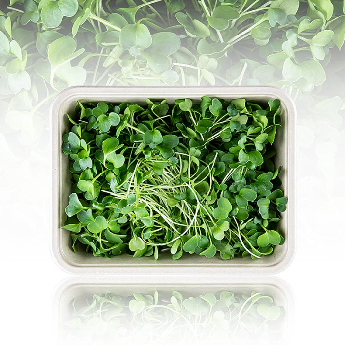 Microgreens „Ridiche”, frunze/seminte foarte tinere, 100g [2]
