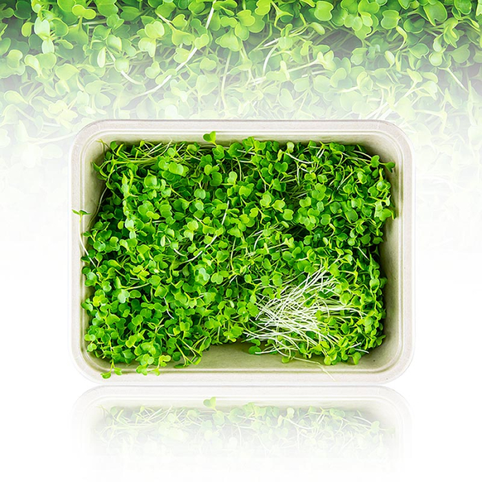 Microgreens „Broccoli”, frunze/seminte foarte tinere, 75 g [2]