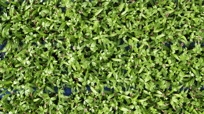 Motti Cress, bax cu 16 pahare, 30x40cm [3]