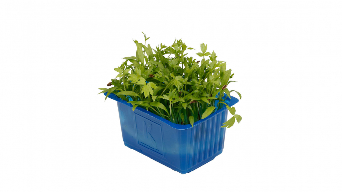 Motti Cress, bax cu 16 pahare, 30x40cm [2]