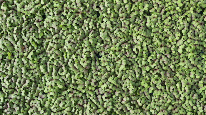 Mustard Cress, bax cu 16 pahare, 30x40cm [3]