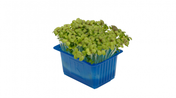 Mustard Cress, bax cu 16 pahare, 30x40cm [2]