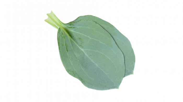 Oyster Leaves [1]