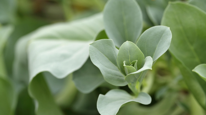 Oyster Leaves [3]