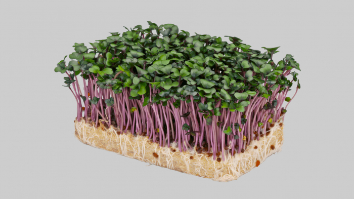 Purper Cress (Bio) [2]