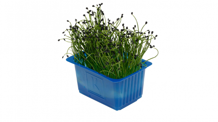 Rock Chives®, bax cu 16 pahare, 30x40cm [2]