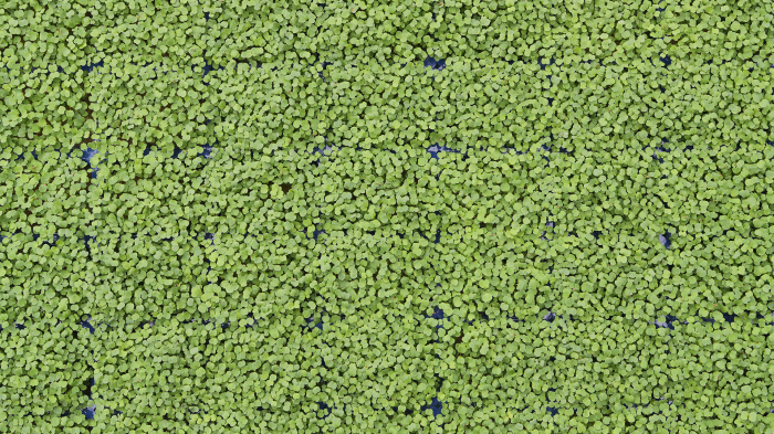 Rucolacress®, bax cu 10 pahare, 30x40cm [3]