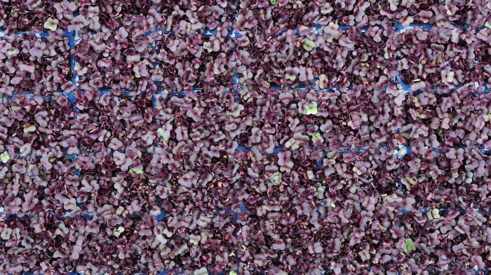 Sakura Cress®, bax cu 16 pahare, 30x40cm [3]