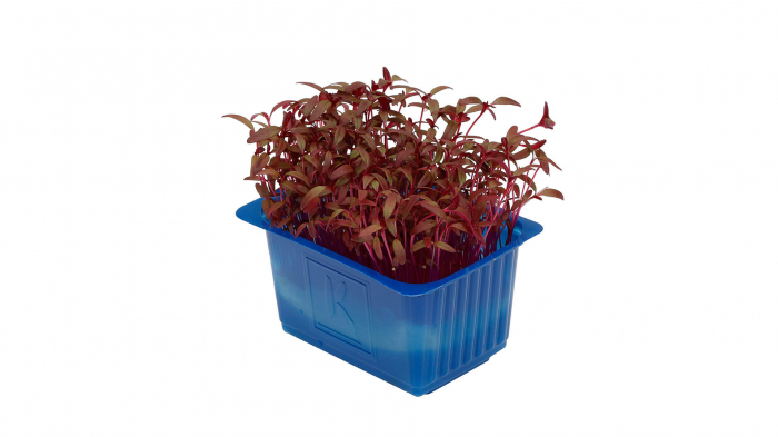 Scarlet Cress, bax cu 16 pahare, 30x40cm [2]