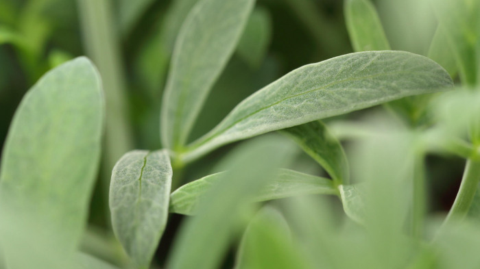 Sea Fennel [3]