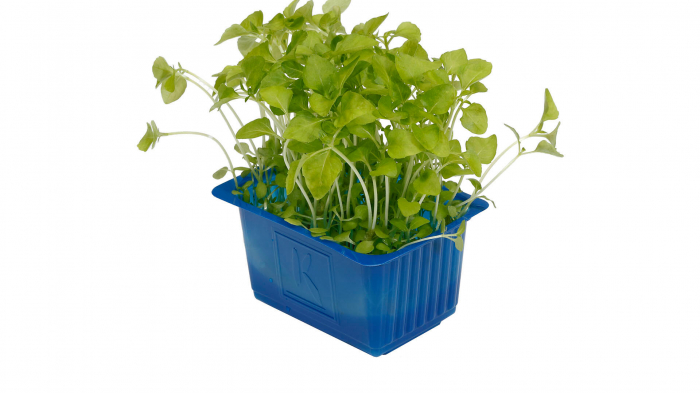 Sechuan Cress®, bax cu 16 pahare, 30x40cm [2]