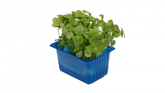 Shiso Green, bax cu 16 pahare, 30x40cm [2]