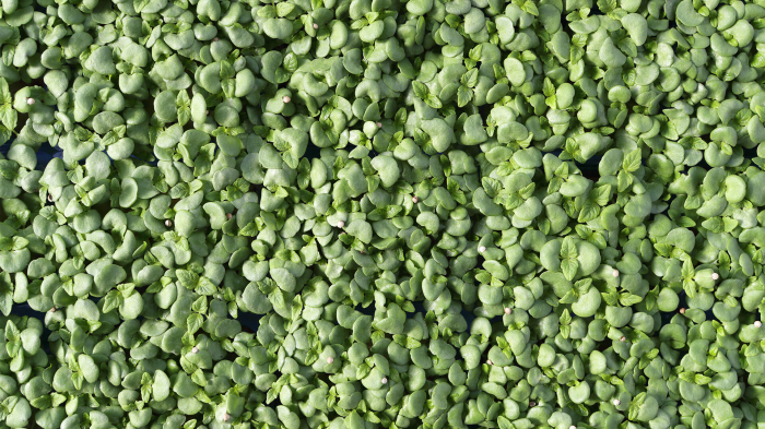 Shiso Green, bax cu 16 pahare, 30x40cm [3]