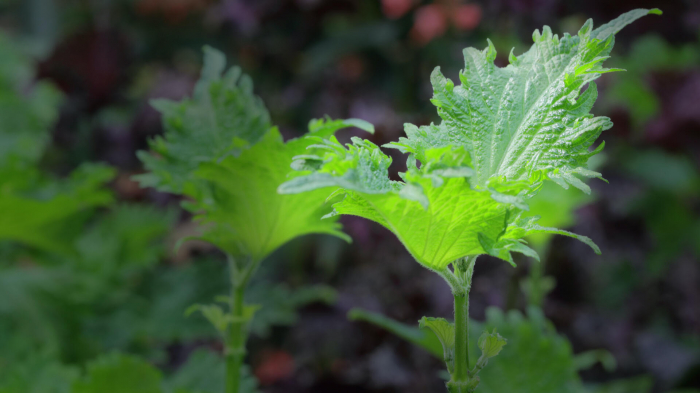 Shiso Leaves Mix, bax cu 12 caserole a cate 15 frunze fiecare, 30x40cm [3]