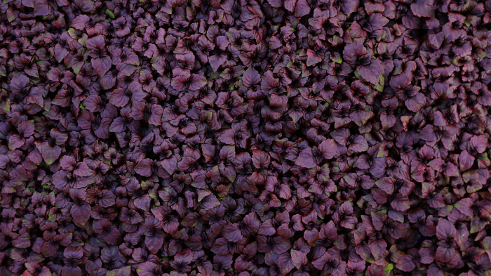 Shiso Purple, bax cu 16 pahare, 30x40cm [3]