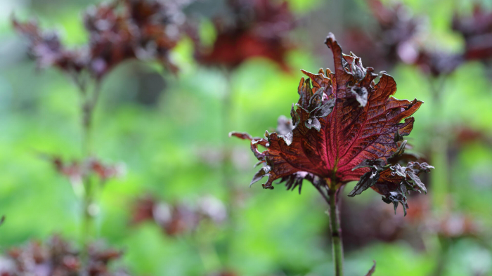Shiso Purple Vinegar [2]